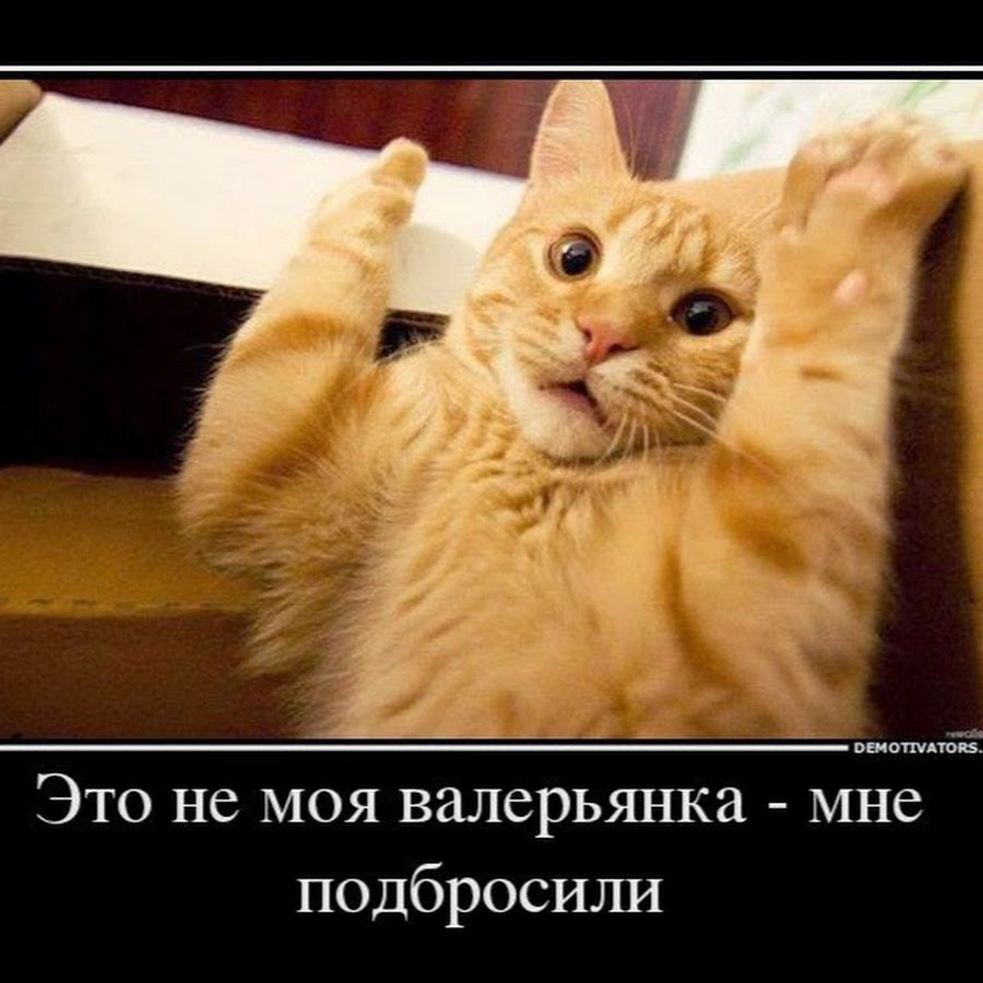 Мем с котом демотиватор