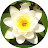 Festival Lotus Avatar