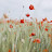 wildflower