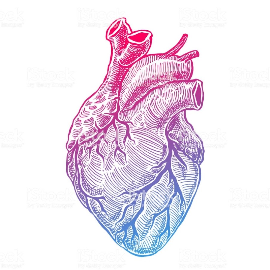 Человеческое сердце вектор