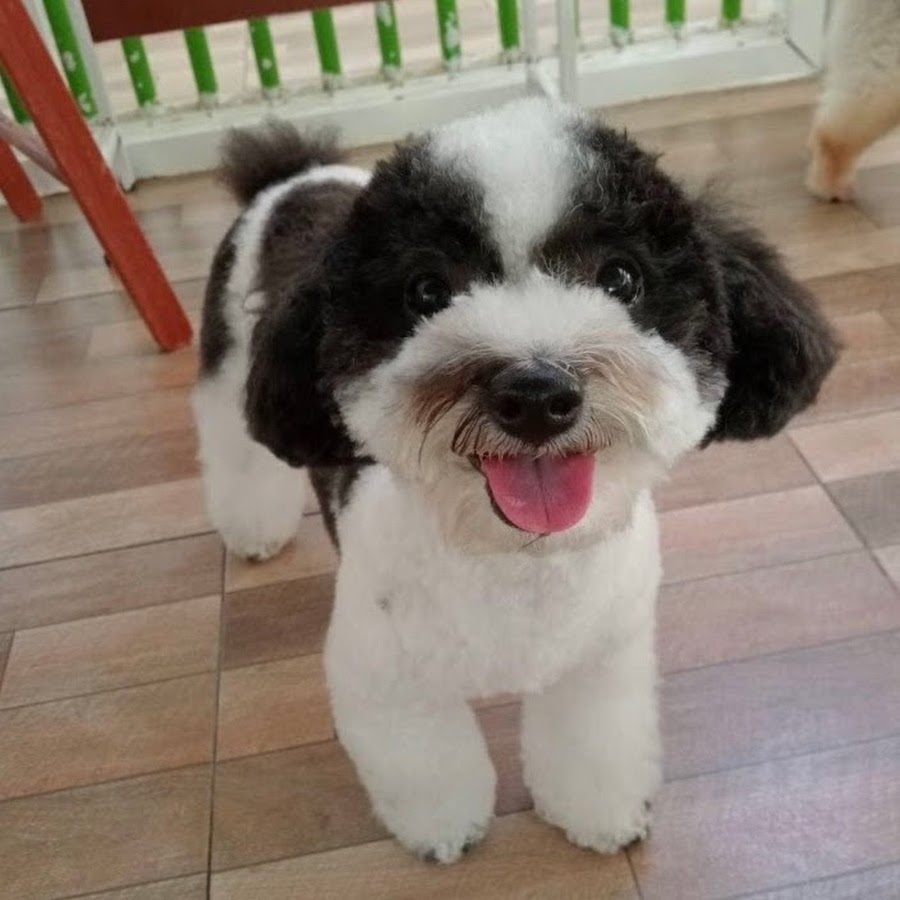 マフィア銀総会の参武狼 現在はyoutuber さぶろう になっていた 犀の角