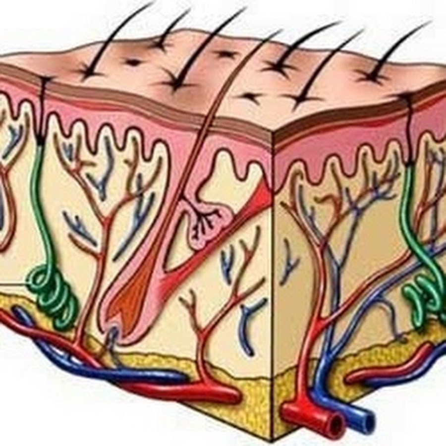 Биологическая кожа. Строение дермы потовые железы. Дерма кожи человека. Кожа биология дерма.