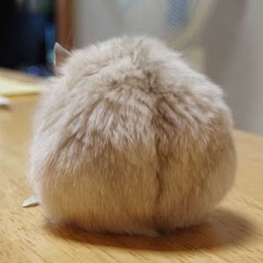 玉毛多毛玉 Youtube