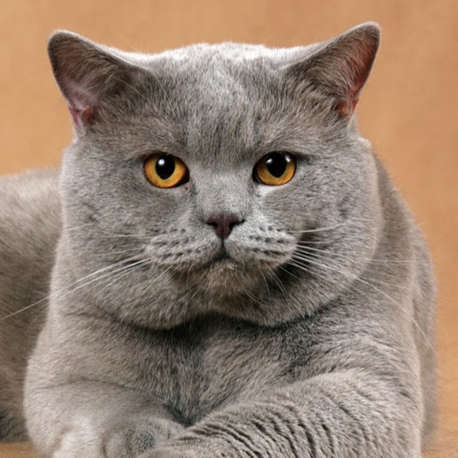 Британский прямоухий кот