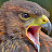 phynx2006 Avatar