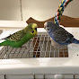 Kiwi and Pixel the Parakeets