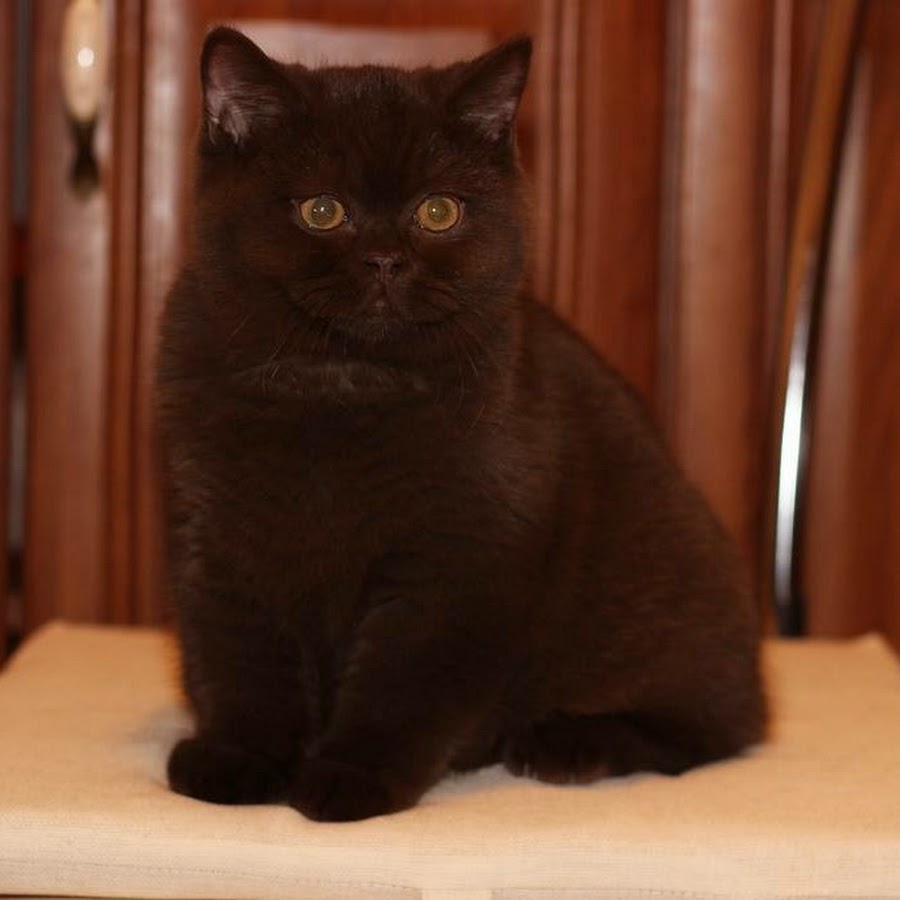 Кот черно шоколадный. Шотландская прямоухая темный шоколад. Шоколадный британец кот. Британская короткошёрстная кошка шоколадный окрас. Британец Горький шоколад.