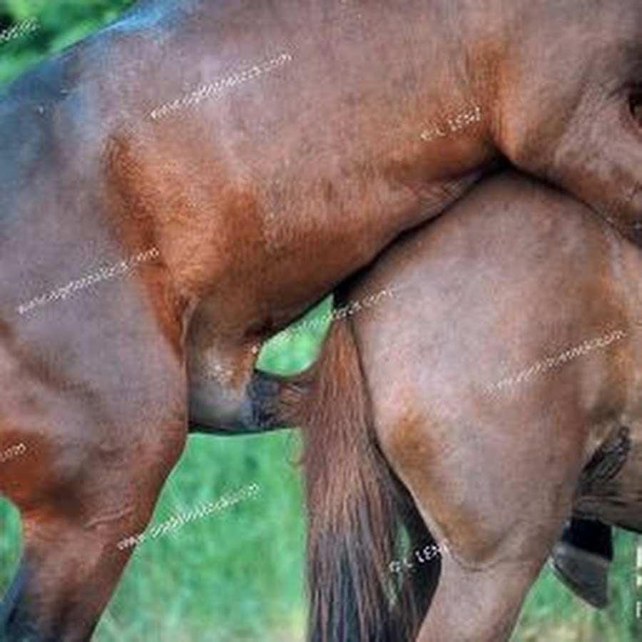 Кони спариваются. Спаривание жеребца. Спаривание лошадей. Лошадь кобыла. Скрещивание лошадей.