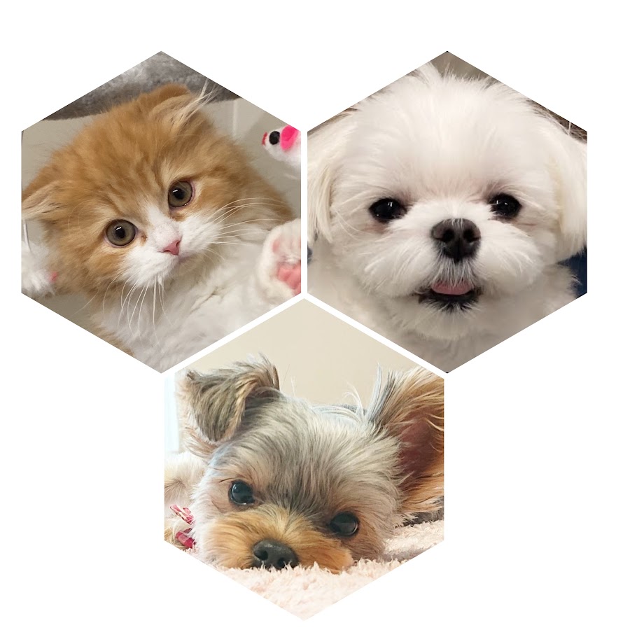 すーまるチャンネル Youtube