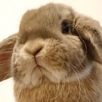 うさぎのトイレのしつけ方法 ケージ内も部屋んぽ中もバッチリ覚える工夫 せきとの場合 Youtube