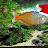 fishdude3213 Avatar