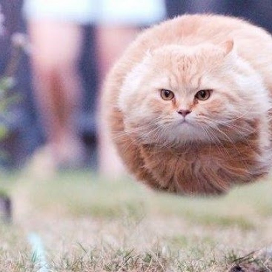 Мем с летающим котом