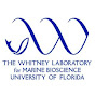 Whitney Laboratory For Marine Bioscience - @TheWhitneyLab YouTube Profile Photo