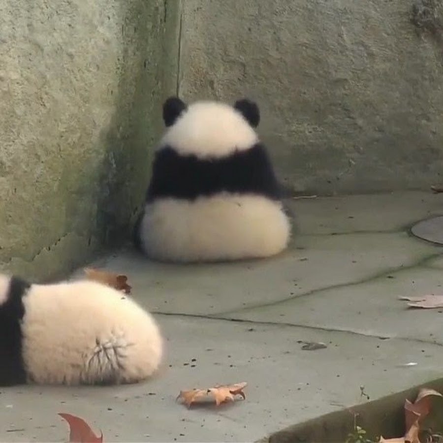 Панда сидит спиной