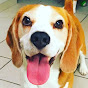 Louie The Beagle