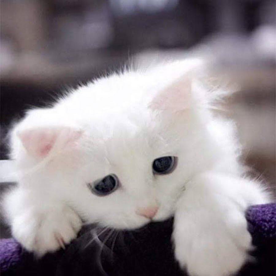 Котенок грустит