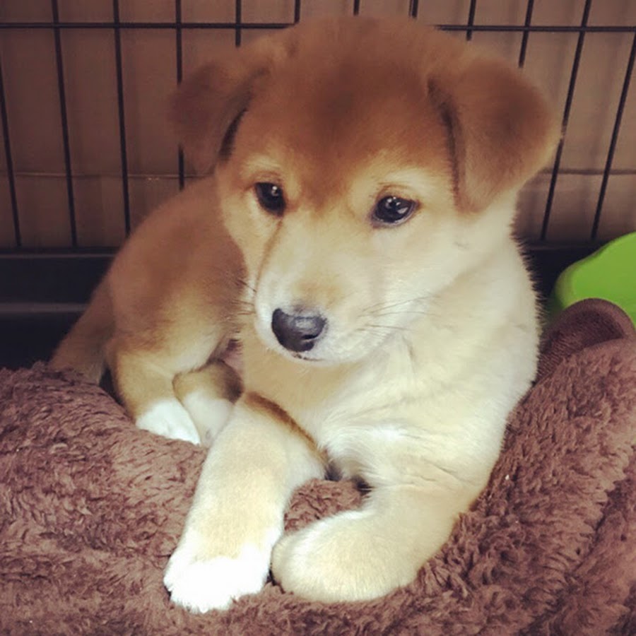 保護犬コロチャンネル Youtube