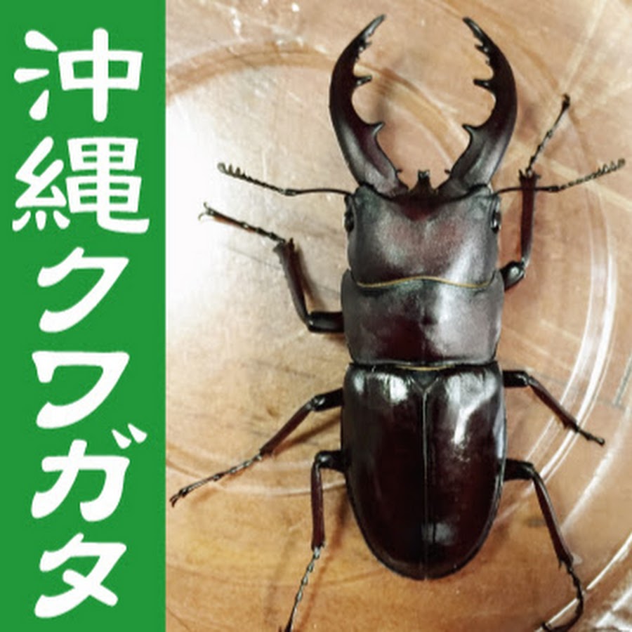沖縄クワガタ動画 Youtube
