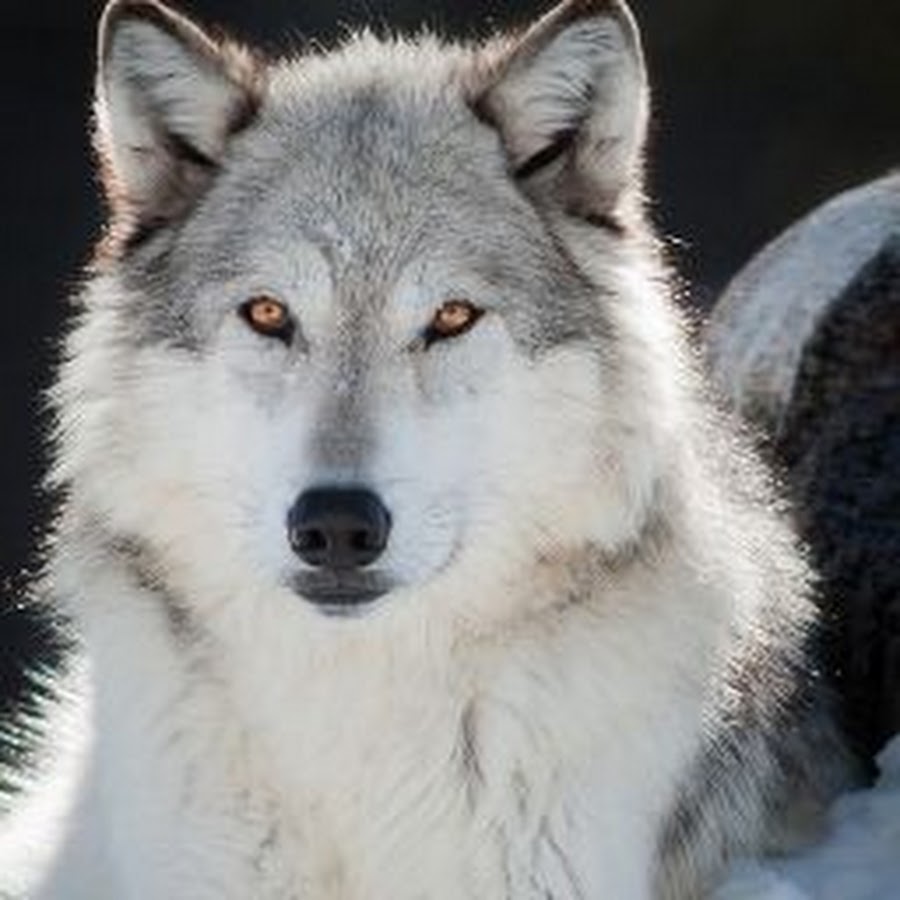 мелвильский островной волк. сер белые волки. сер белые волки. серо белый волк. сер белые волки.