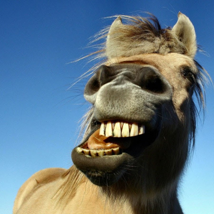 Лошадь ржет звук. Лошадиная улыбка у человека фото. Аватар лошадь смешная.