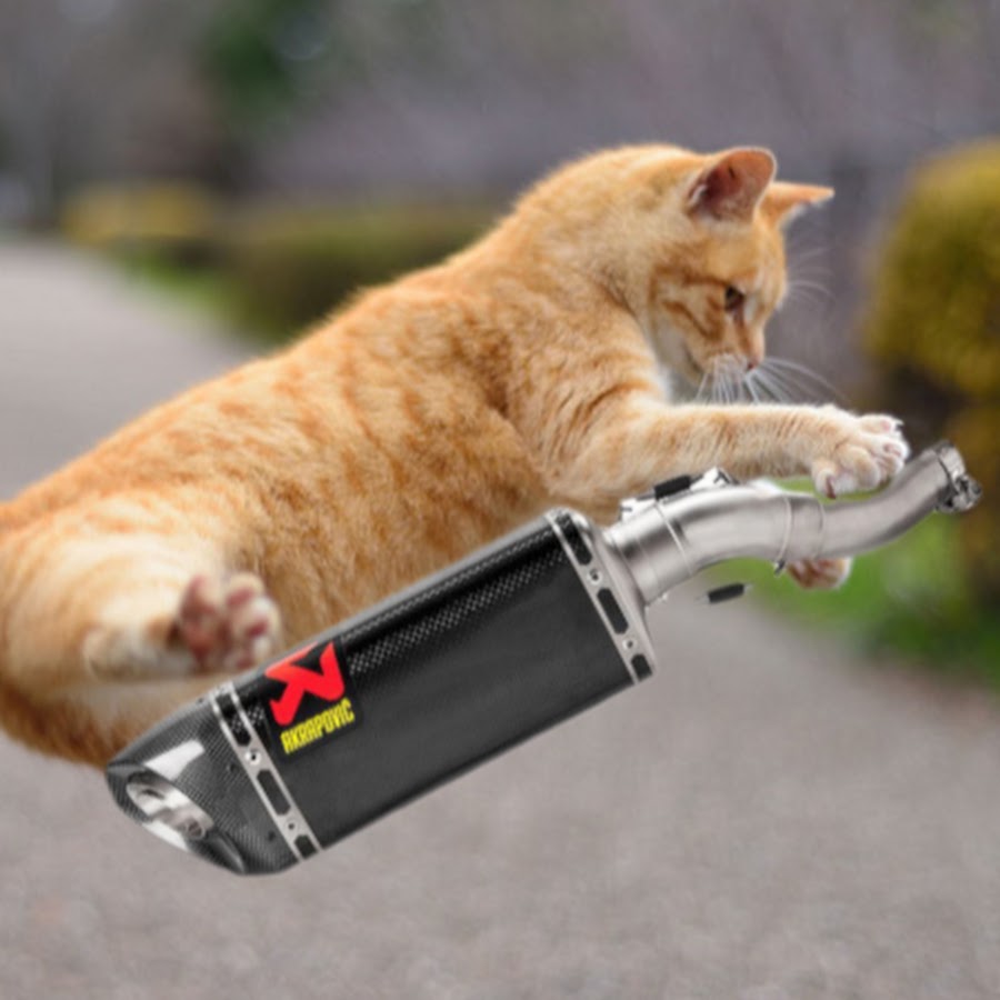 ゆうねこ Youtube