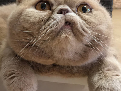 コレクション ぶさ かわい��� 猫 244739-ブサ 猫 かわい��