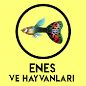 YABANİ LEPİSTES ( GAMBUSYA ) - YouTube