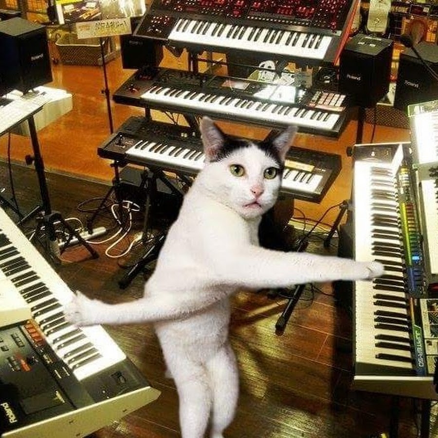 Пианино мемы играть. Коттиграет на синтезаторе. Кот синтератор. Кот на синтезаторе. Кот на пианино.