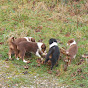 Ardagh Sheepdogs YouTube Profile Photo