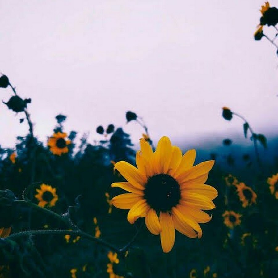 Stand as high as a sunflower ðŸŒžðŸŒ».