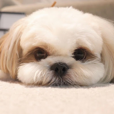 かわいい もふもふシーズーをドッグサロンのトリミングでぬいぐるみにしてきましたw I Took The Fluffy Shih Tzu For Trimming Youtube