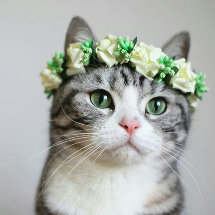 Кошка в венке