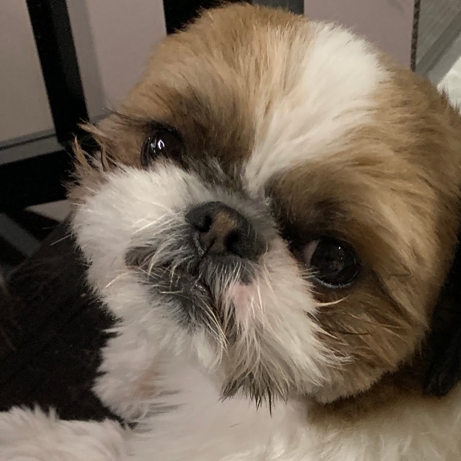 日常なんでもチャンネル Byらび Youtube