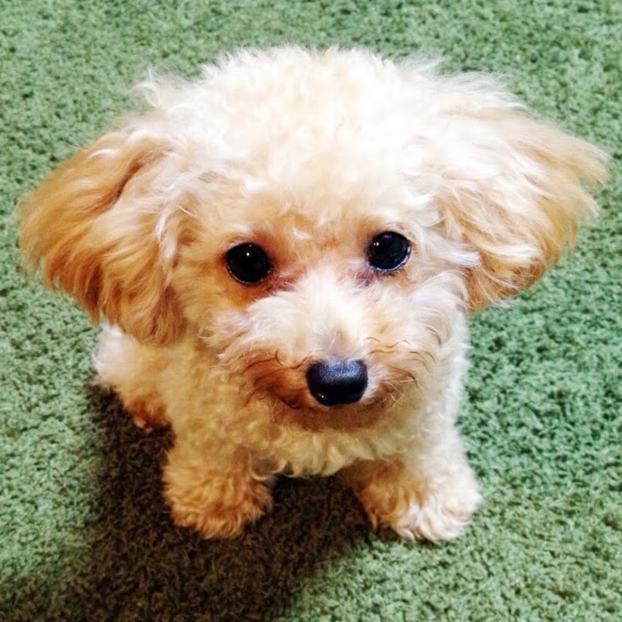 トイプードルきなこの成長 Youtube