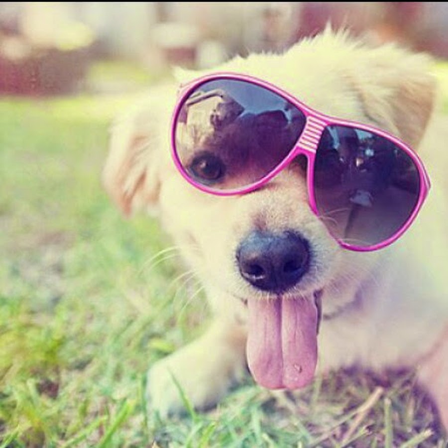 Картинки на аву для девочек крутые животные