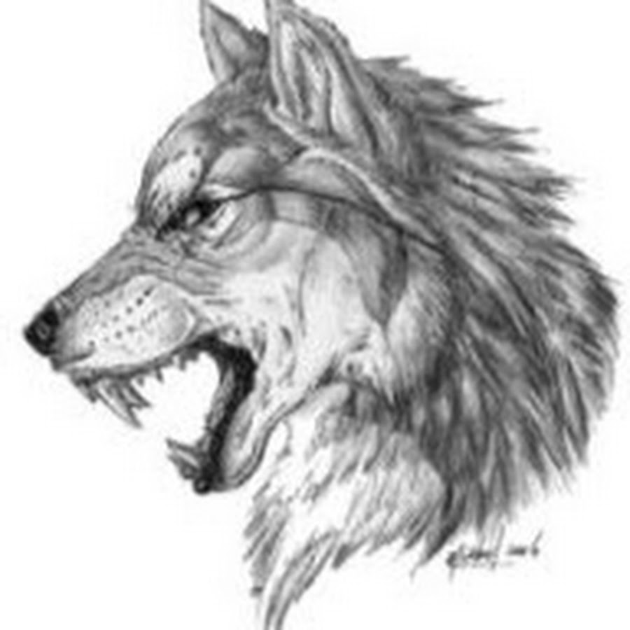 Оскал волка тату эскизы. Тату волк сбоку. Голова волка набросок. Эскиз тату волки со скалом