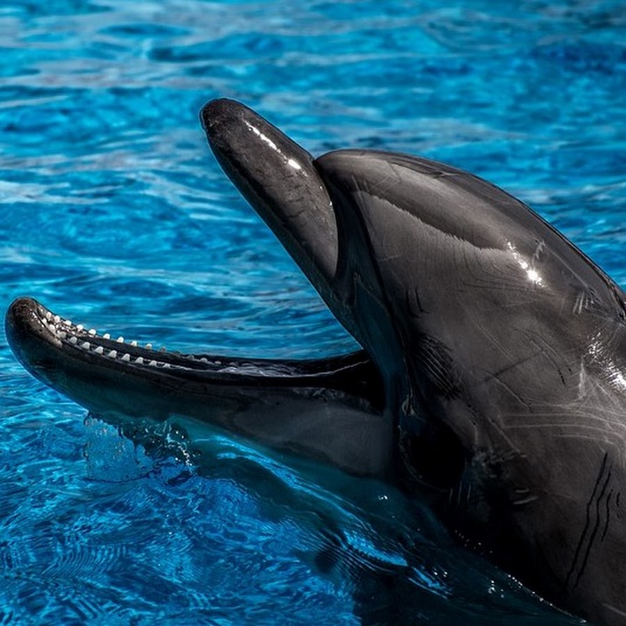 Дельфин без плавника. На дельфинах в Украину. 3 Дельфина клаб. Дельфин украинец. Dolphin api