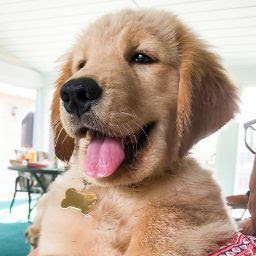 Dogs In Youtube