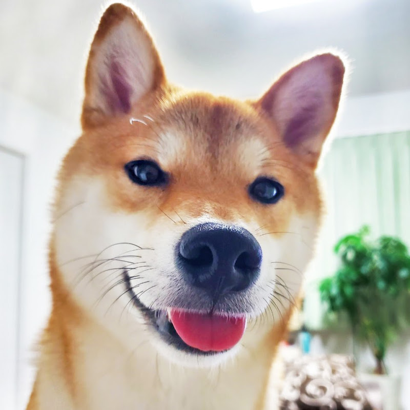 ぐねぐねきゅうちゃんの人気動画 Youtubeランキング