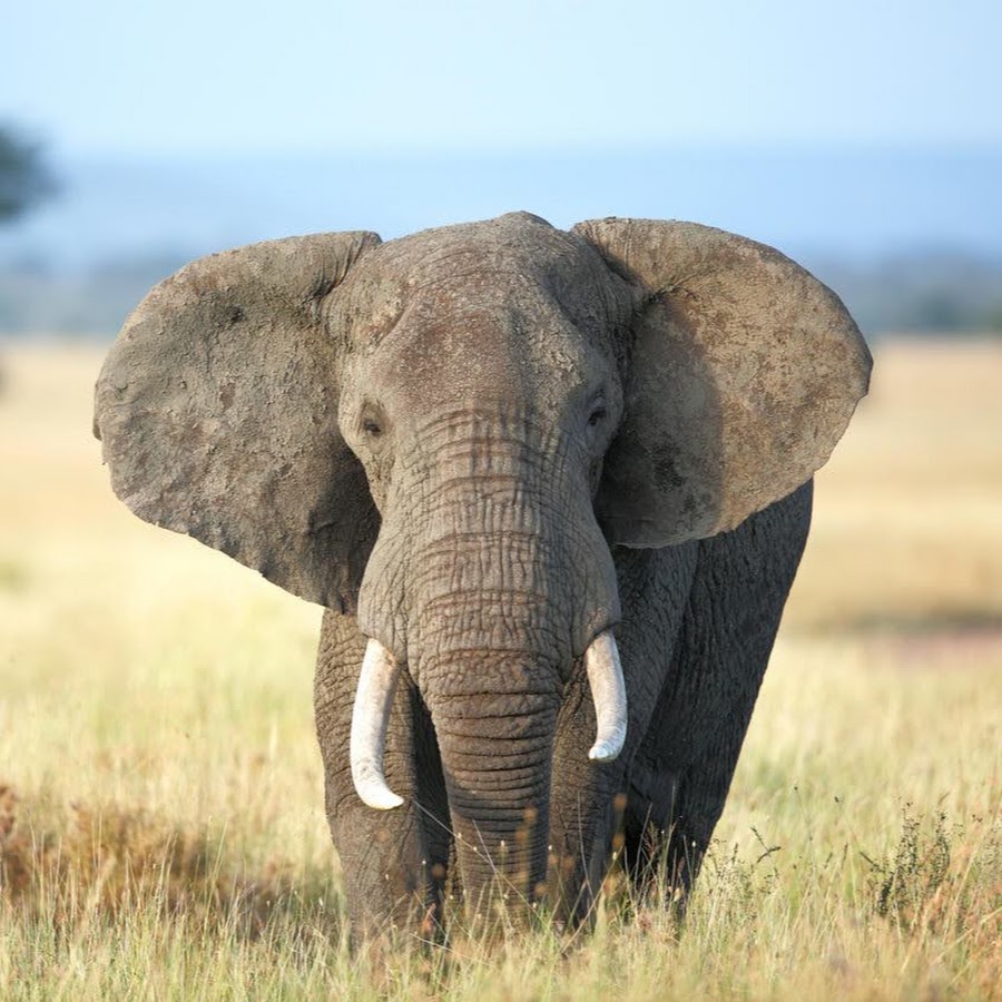 Звук слоника. Звук слона. Слоны прошлого. Сигналы слоники. Звук слона высокий или низкий.
