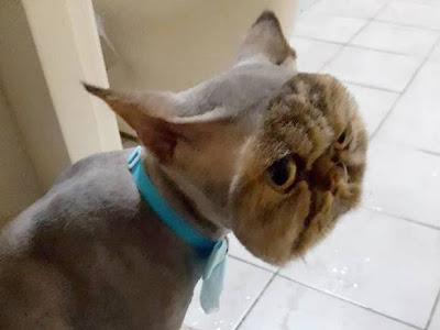 [最も人気のある！] 5ミリ 311052-5ミリ方眼ノート