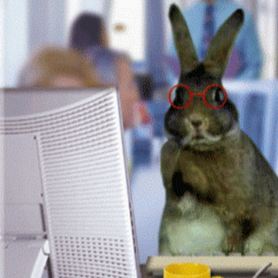 Зайка работаю работаю. Смешной заяц. Заяц за компьютером. Кролик за компьютером. Умный заяц.