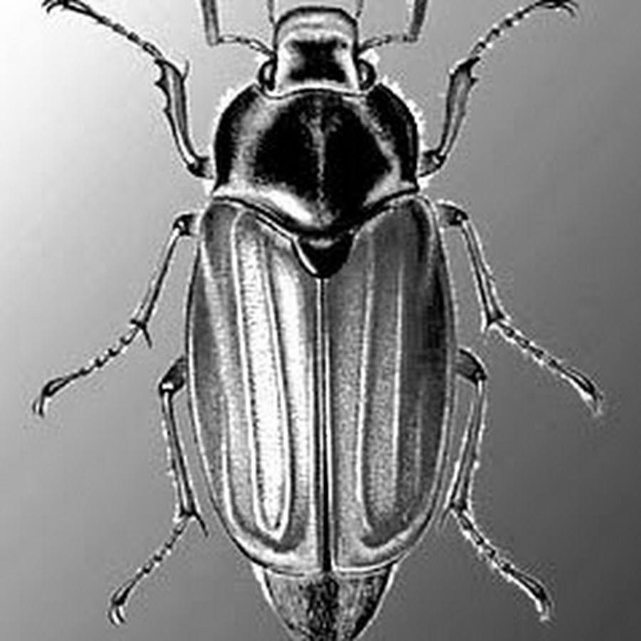 Древесный жук усач. Жук носорог скарабей. Жук пандерус. Сибирский жук носорог. Жук долгоносик макросъемка.