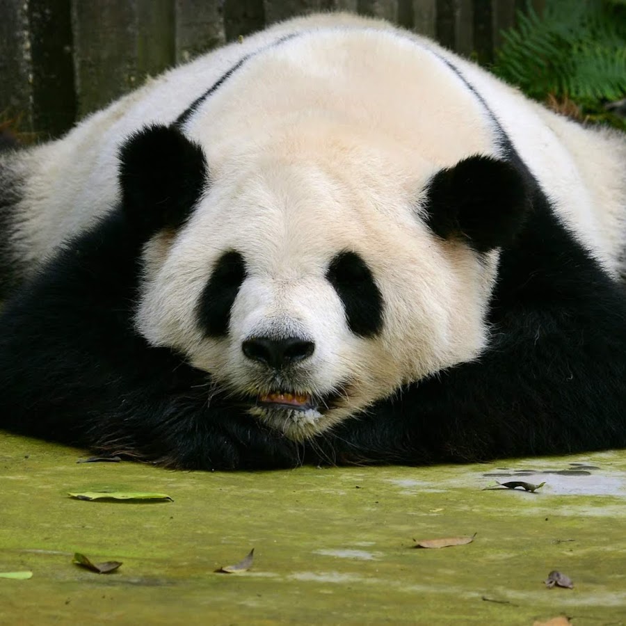 Обиженная панда картинки