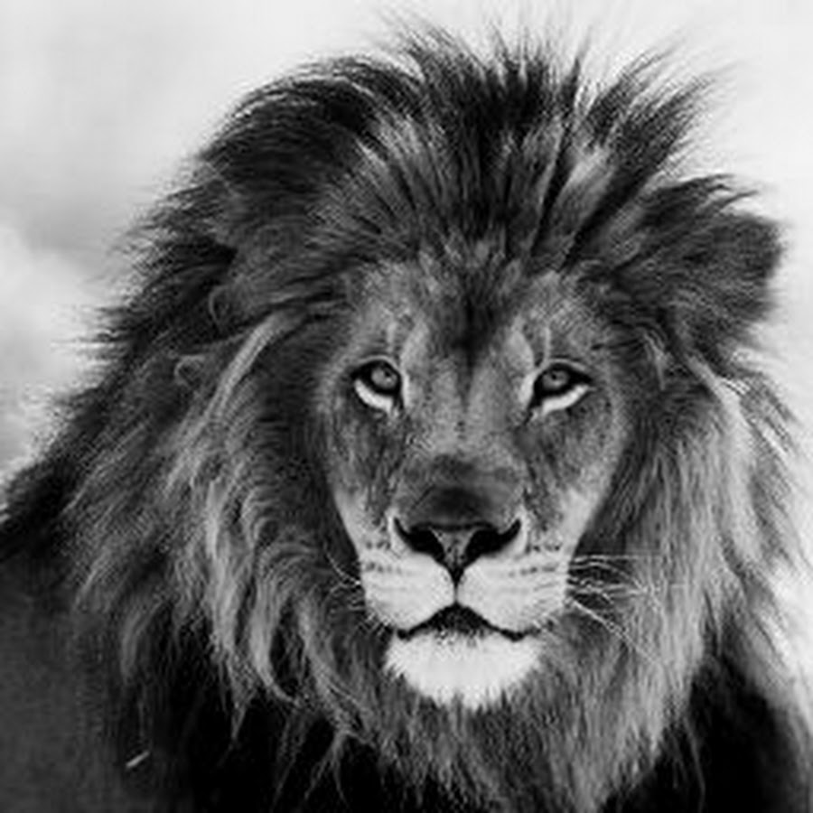 Трусливый лев из волшебника изумрудного города. Герои изумрудного города лев. Трусливый лев волшебник изумрудного города. Три льва. Трусливый лев волшебник изумрудного города.