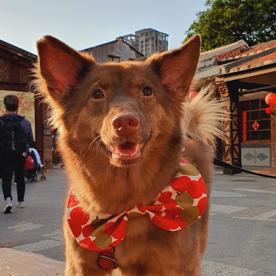 台灣高山伯爵犬 小豬鼻鼻 Youtube