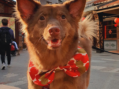 【人気ダウンロード！】 犬　鼻 341214