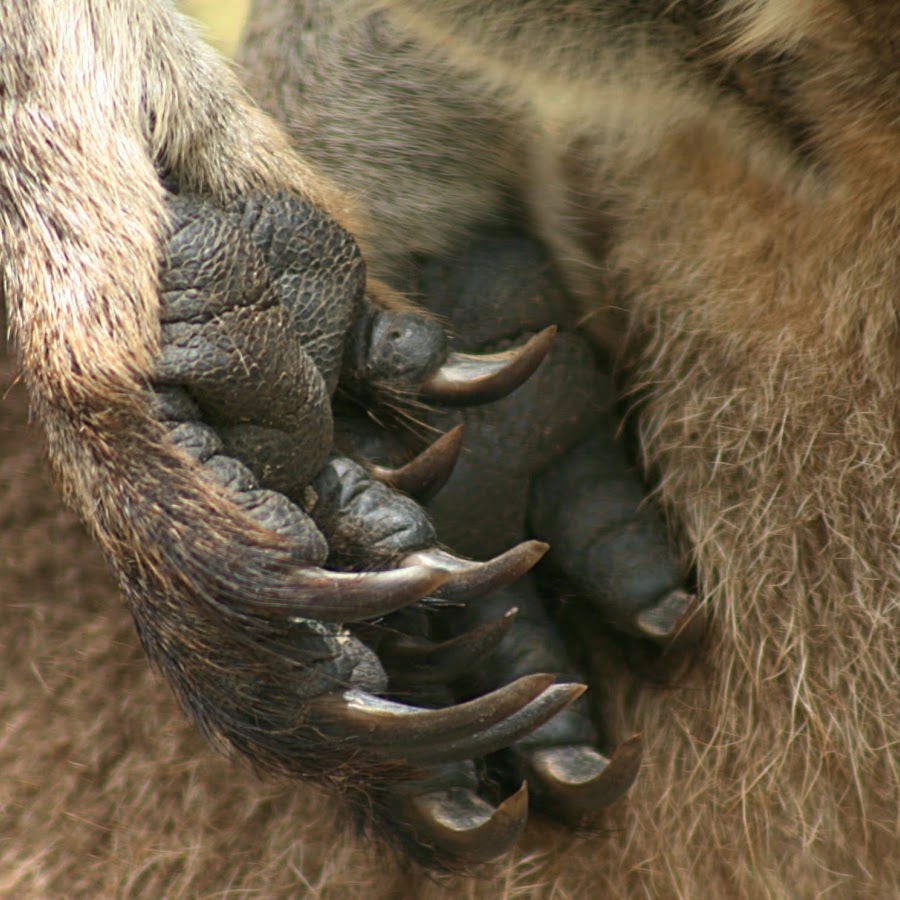 Кто владелец