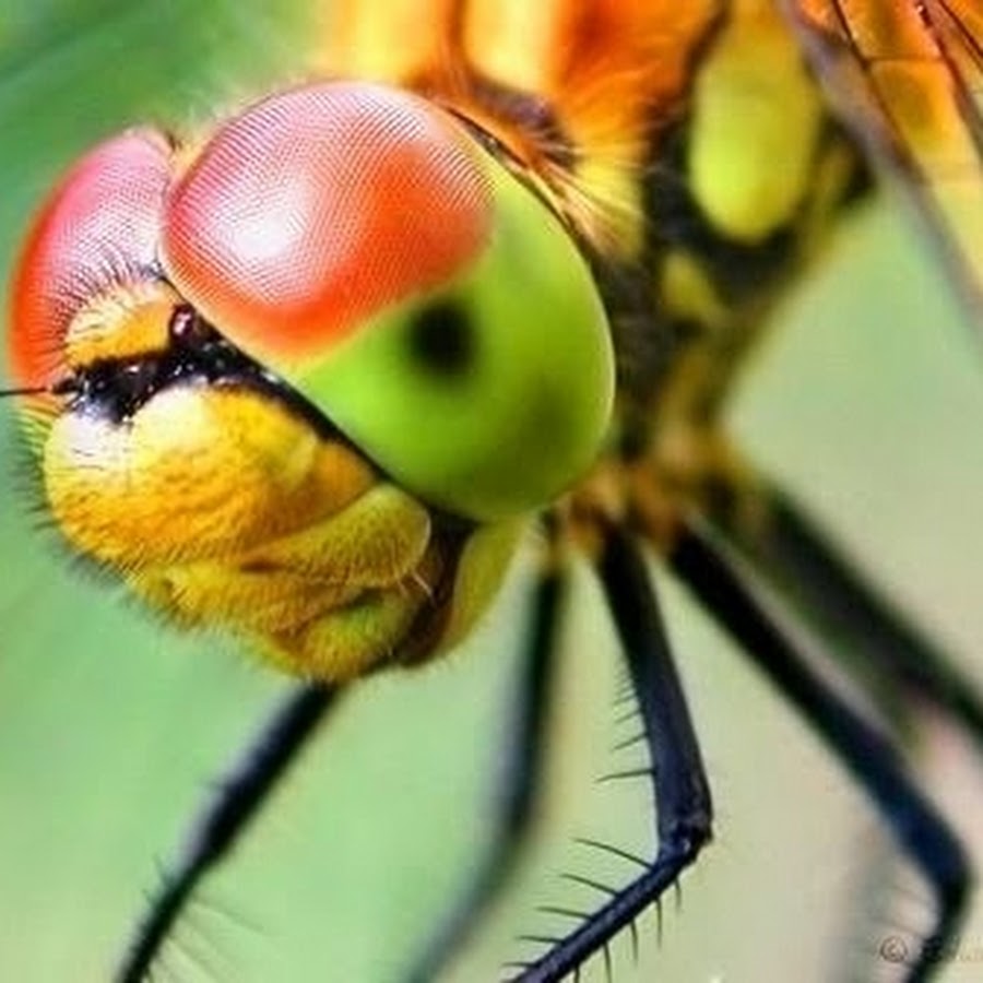 Глаза насекомых имеют. Глаза Стрекозы. Интересные насекомые. Удивительные насекомые. Забавные насекомые.