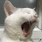 방구석고양이
